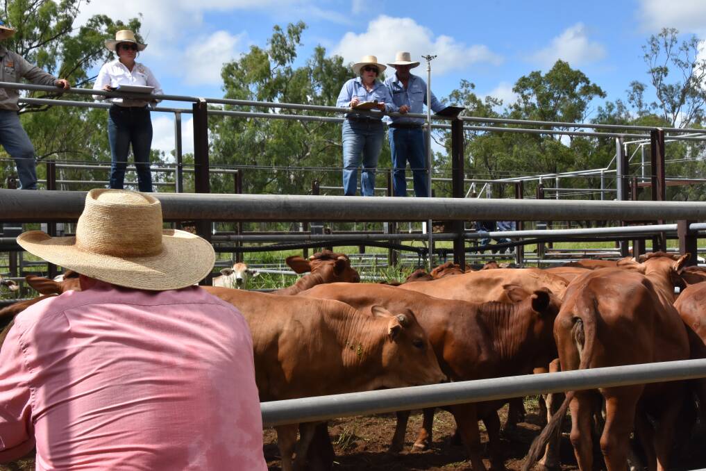 There was a lot of red on show at the February 9 sale.Picture: Steph Allen