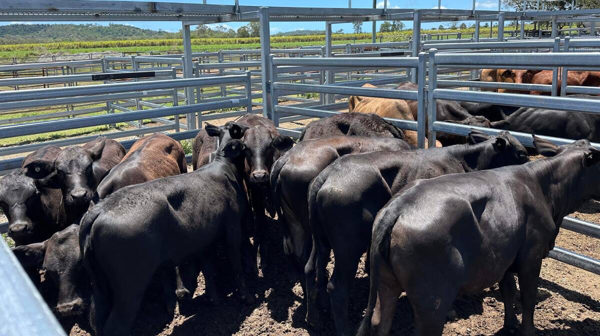 Seaforth Pines offered Brangus feeder steers for up to $790. 