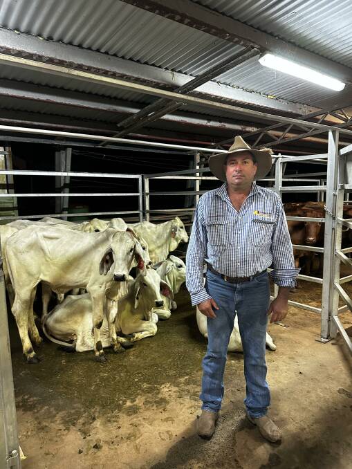Ken Weldon with a pen of eight grey heifers from K & T Lucey which sold for $540 at an average of 168kg. Picture: Qld Rural 