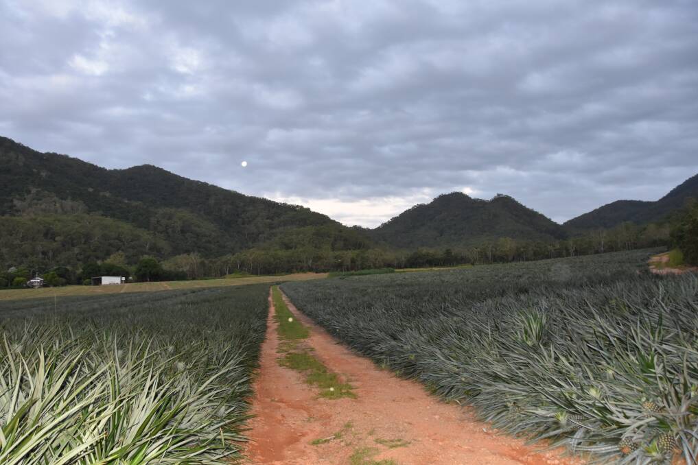 Around 200ha of Pace Farming are under pineapple crops. Picture: Steph Allen