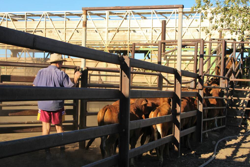 Agents say an extended wet season could put the 2024 market in good stead. Picture: Sally Gall