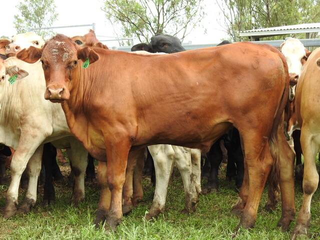 Stock from Jalbeyo Pty Ltd at 'Balanda Park', Home Hill. Picture: Kennedy Livestock