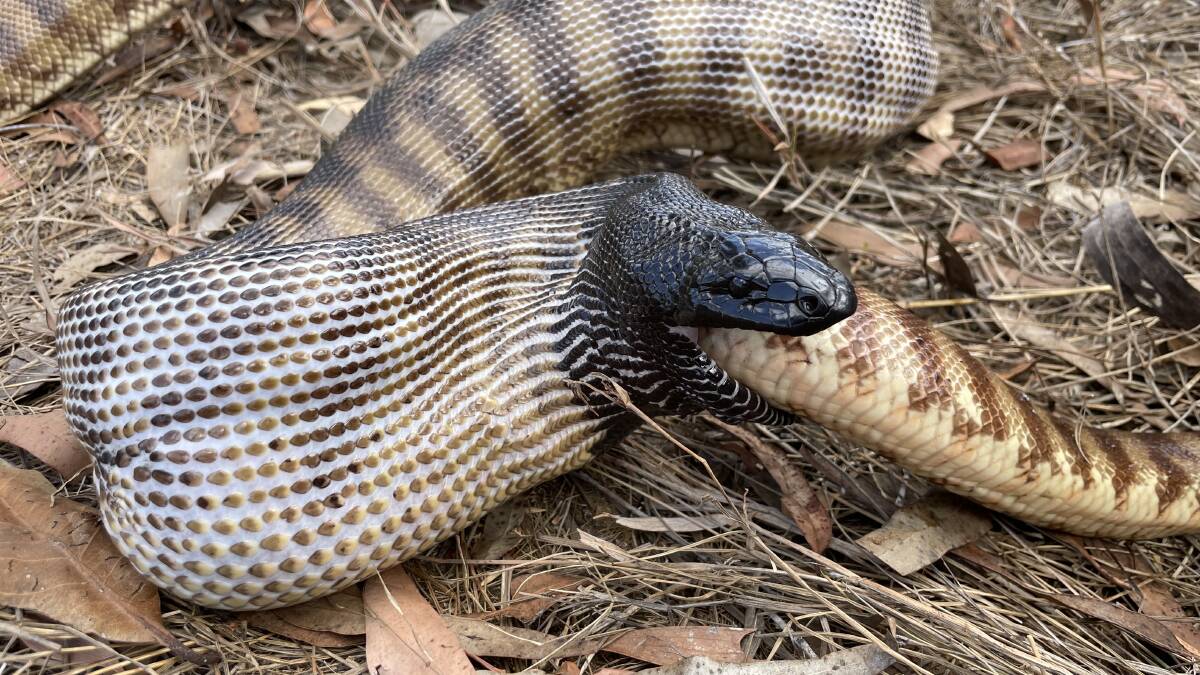 A Black-headed Python was spotted devouring a smaller Black-headed Python at a Cape York Sanctuary. Picture: Nick Stock/Australian Wildlife Conservancy