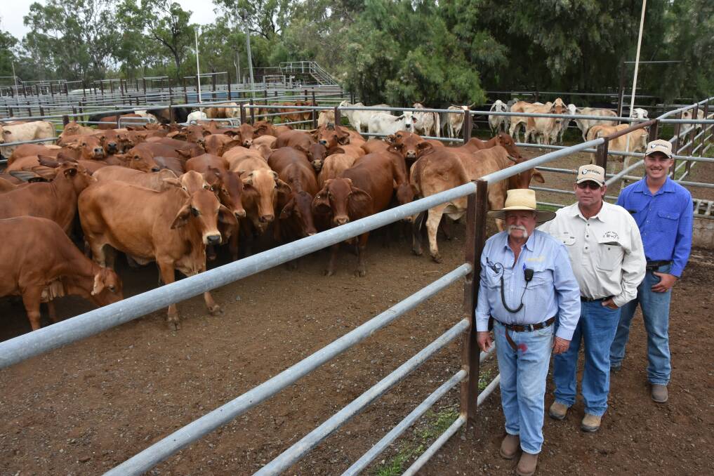 Hayes and Co agent Peter Hayes sold a pen of 60 cows for Griff and Brett Symonds for $1279.92/head to Bakers Creek buyers Thomas Borthwick and Sons. Picture: Steph Allen