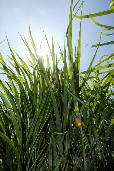 Sugar cane growers could see a diversification for their stock with the introduction of a bio-fuel plant in Townsville.