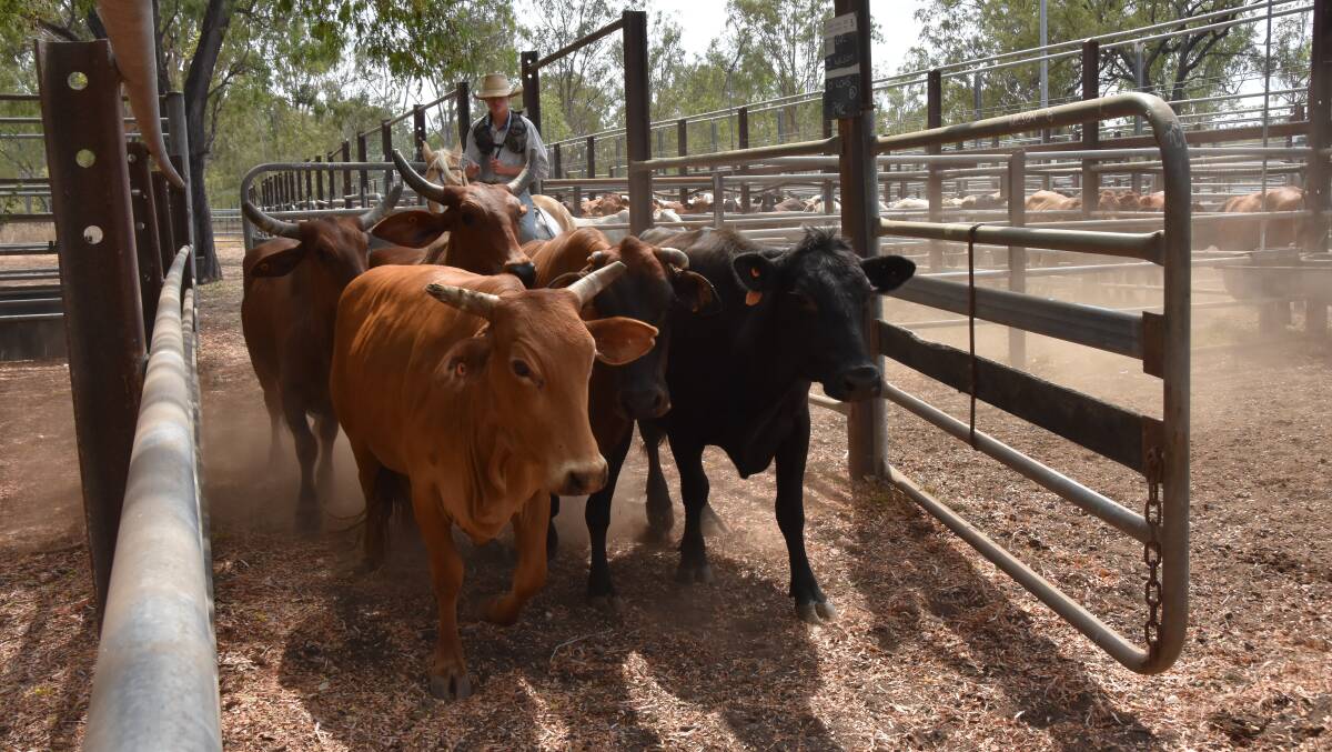 A total of 316 head of cattle hit the market. Picture: Steph Allen