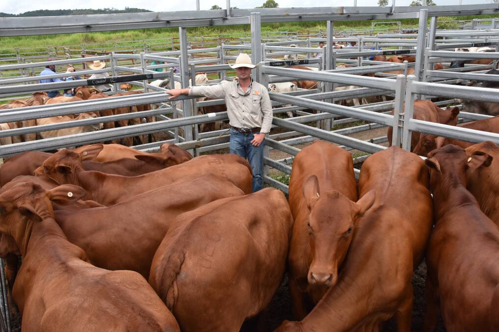 JW Livestock agent Tristan Bartley sold a pen of heifers for Bartley Pastoral. Picture: Steph Allen