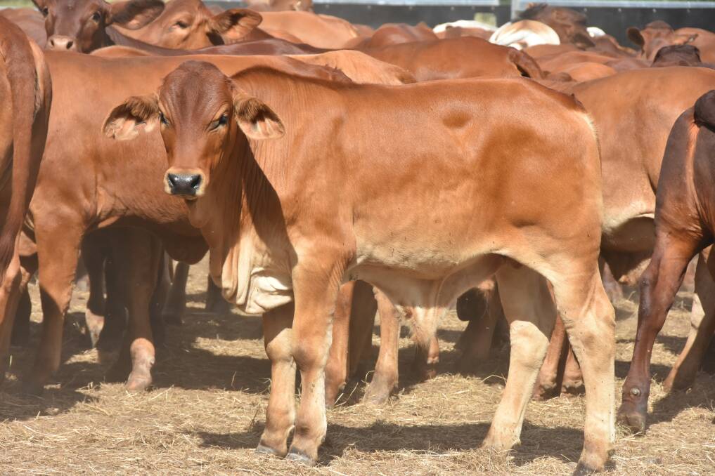 Mt Flora Cattle Co sent 460 weaners to Gracemere this year, averaging $3.30/kg. Picture: Steph Allen