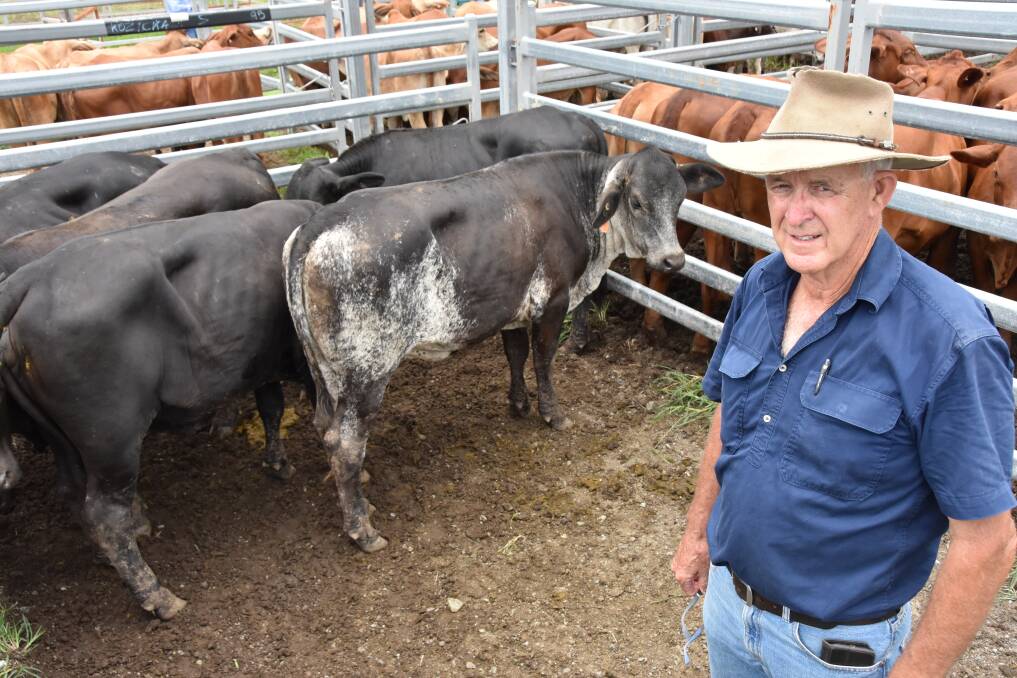 Seaforth vendor Pat Appleton offloaded two pens of Brangus steers. Picture: Steph Allen