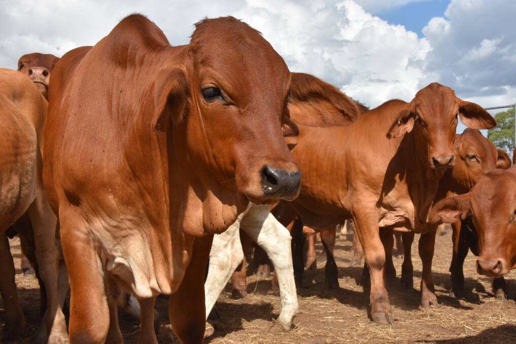 Mt Flora Cattle Co's cattle are in 'exceptional' condition following a lengthy wet season. Picture: Steph Allen