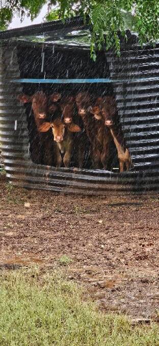 Some poddy calves sheltering from the rain. Picture: Anita Salmon