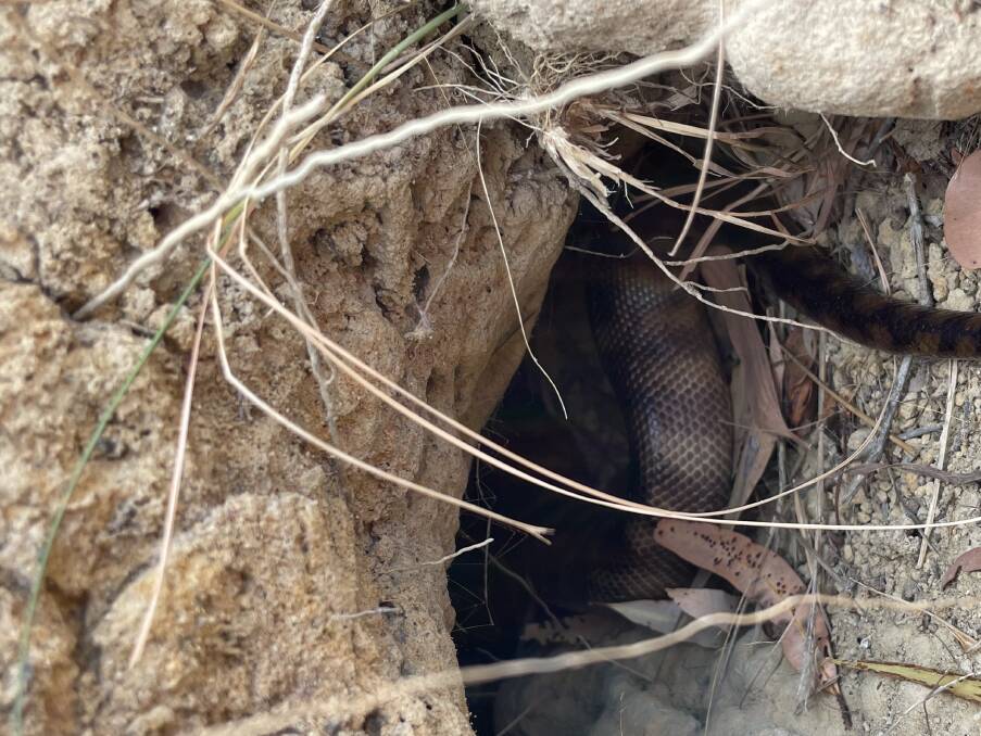 The Black-headed Snake retreats to a nearby burrow after consuming a fellow Black-
headed Snake on Piccaninny Plains Wildlife Sanctuary. Picture: Nick Stock/Australian Wildlife Conservancy