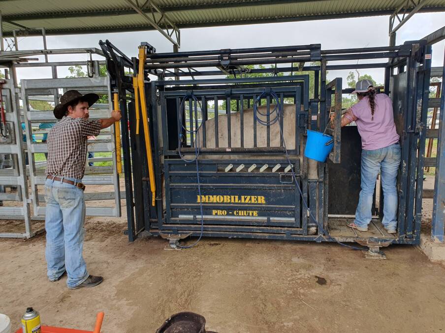 Merricourt cattleman Jacob Gallagher and Warrawee grazier Kellie Healing preg-testing a cow.