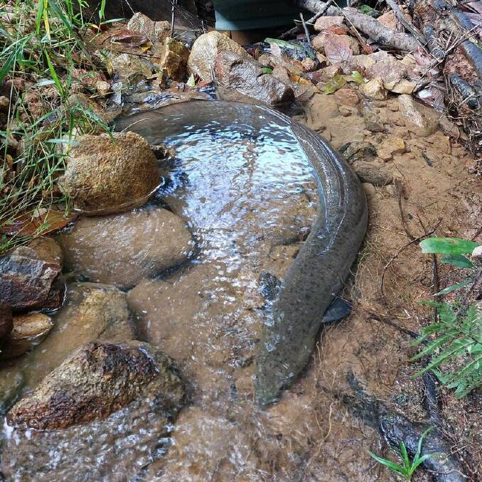 The young, long-finned eel was found within the footprint of a proposed upper reservoir within the Burdekin catchment. Picture: Save Eungella