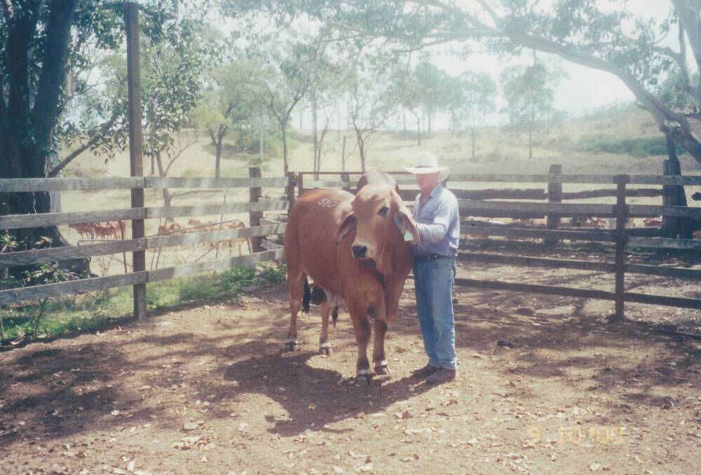 Herb with one of his bulls at Donnybrook Station. Picture: Supplied by Lorelle Flynn