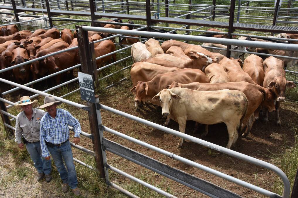 Nebo vendor James Whitehead from JWL Livestock sold this pen of heifers to Leonard Coombes for a Gracemere buyer - to send to the Lotus Park feedlot. Picture: Steph Allen