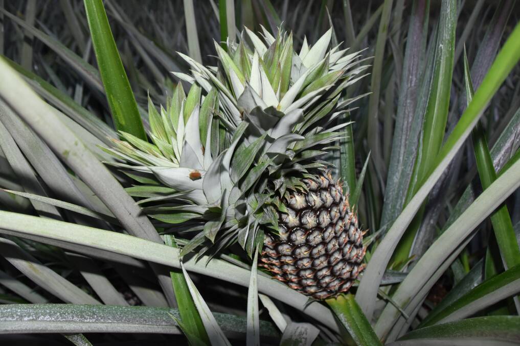 A unique pineapple with three heads found at Pace Farm. Picture: Steph Allen
