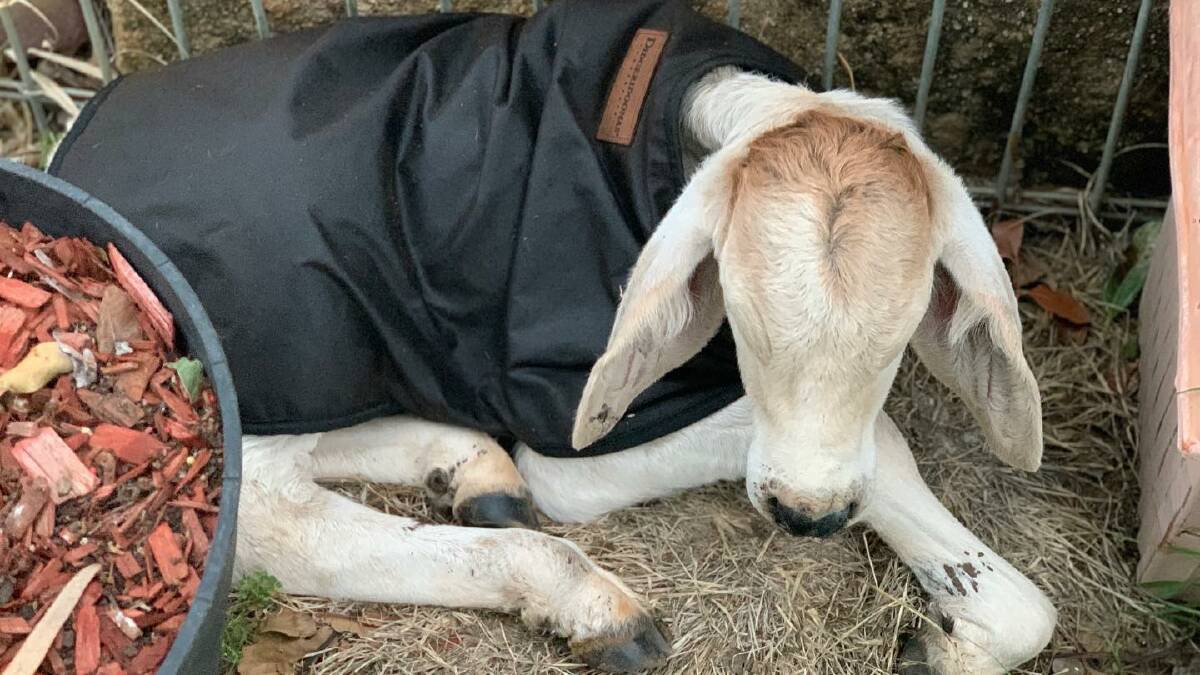 Flinders Rural's dog coats are not just for canines. A little poddy calf is rugged up in an XL coat. Picture: Flinders Rural