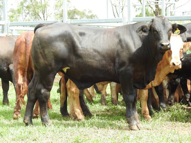 Stock from Jalbeyo Pty Ltd at 'Balanda Park', Home Hill. Picture: Kennedy Livestock