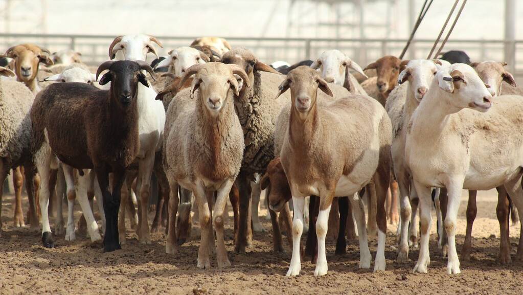 The live sheep by sea industry is scheduled to be shut down. Picture supplied by the Australian Live Export Council.