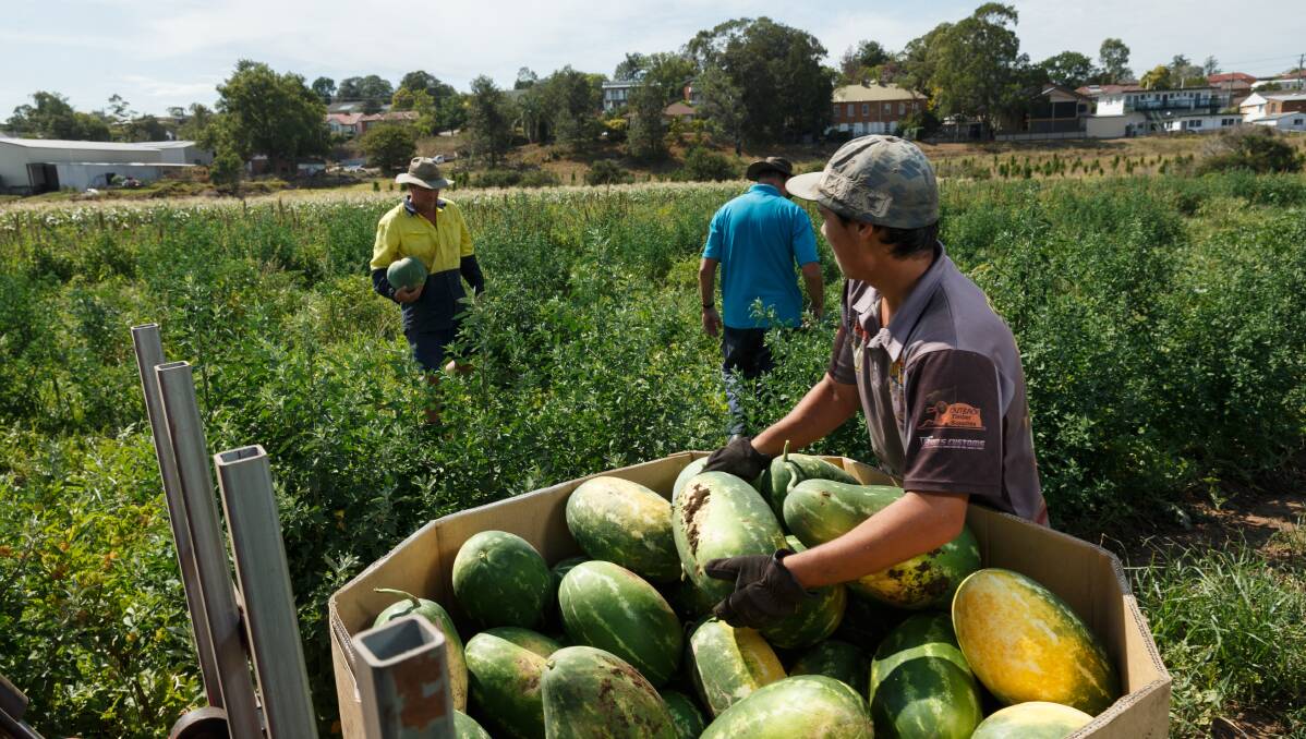 Vietnamese farm labourers earmarked to work in Australia two years ago will arrive in late 2024. Picture by Max Mason-Hubers.