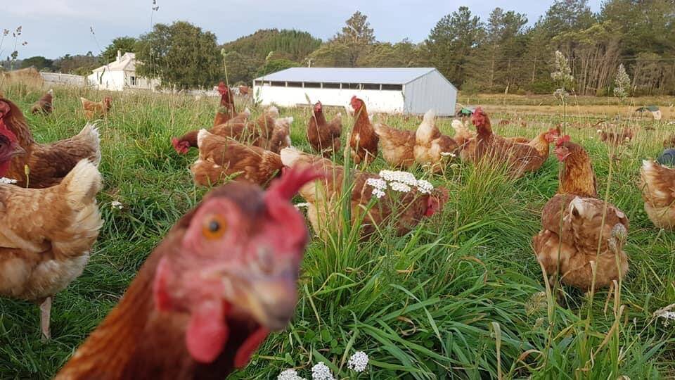 Laying hens are still at work. Photo: Waverley Farm