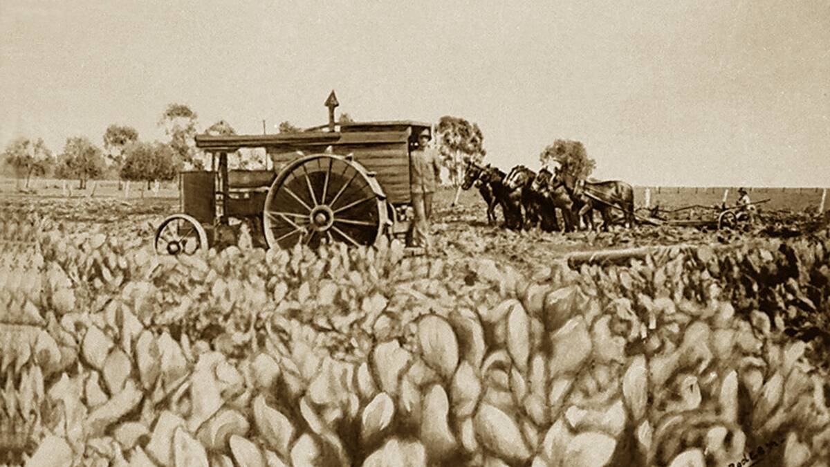 WEED CONTROL: Jalbart tractor dragging a log to flatten prickly pear, followed by horses pulling six furrow ploughs, Pallamallawa NSW, 1916. Photo: Copyright Maunder Family