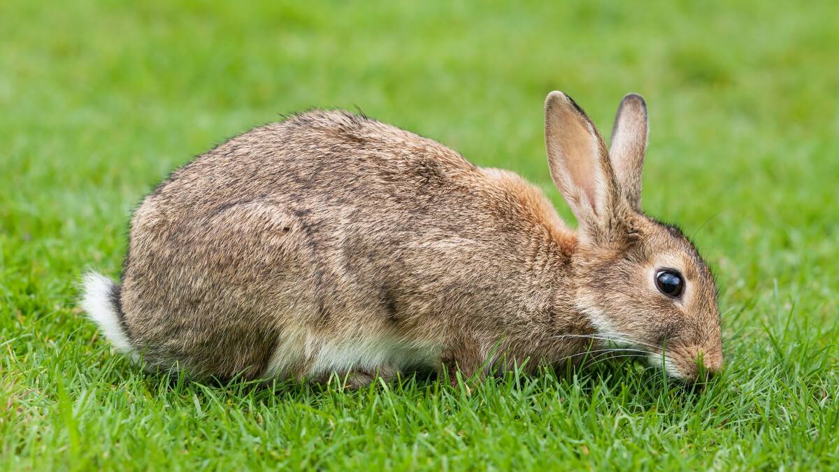 PESTS IN THE CROSS HAIRS: The European Rabbit  PHOTO: Wikicommons.