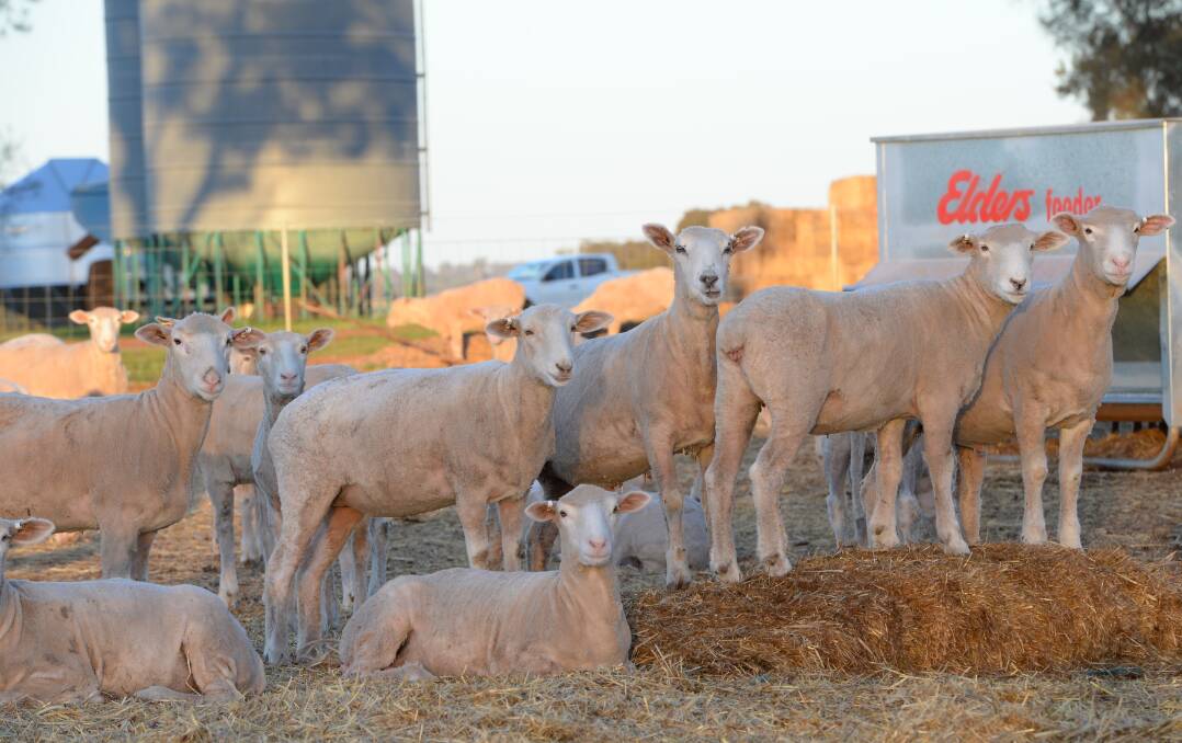 Feeding the flock: Larger scale producers have been more likely to implement livestock containment feeding strategies during drought, but interest has become widespread in some areas.