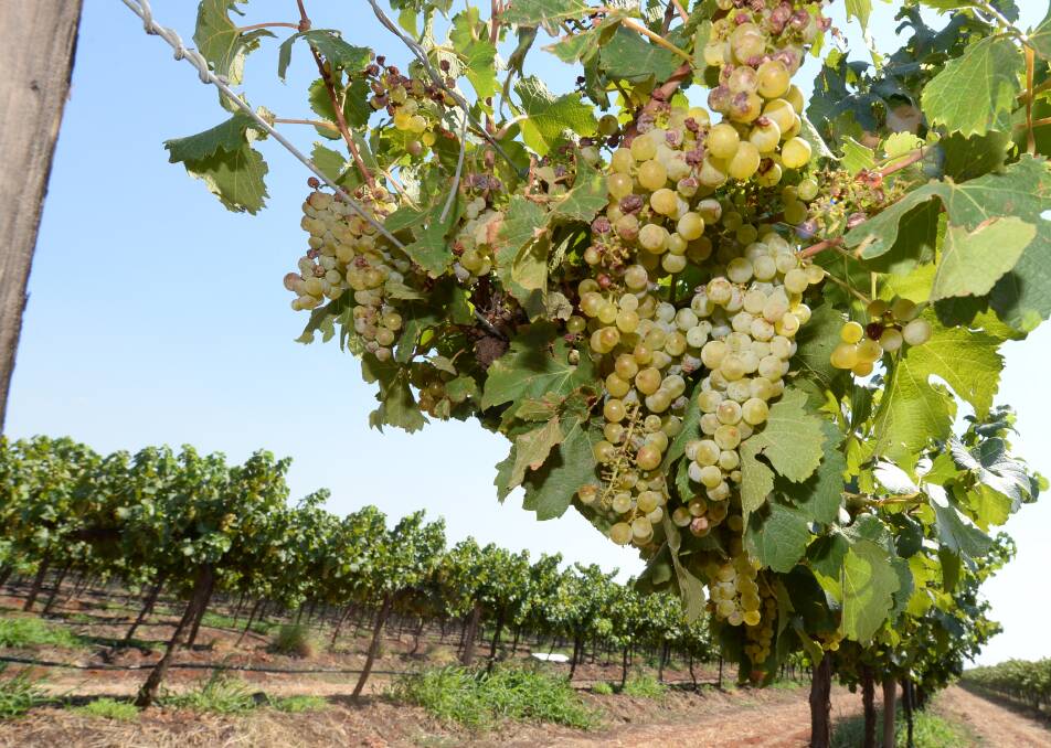 ACCC to investigate wine industry’s grape market