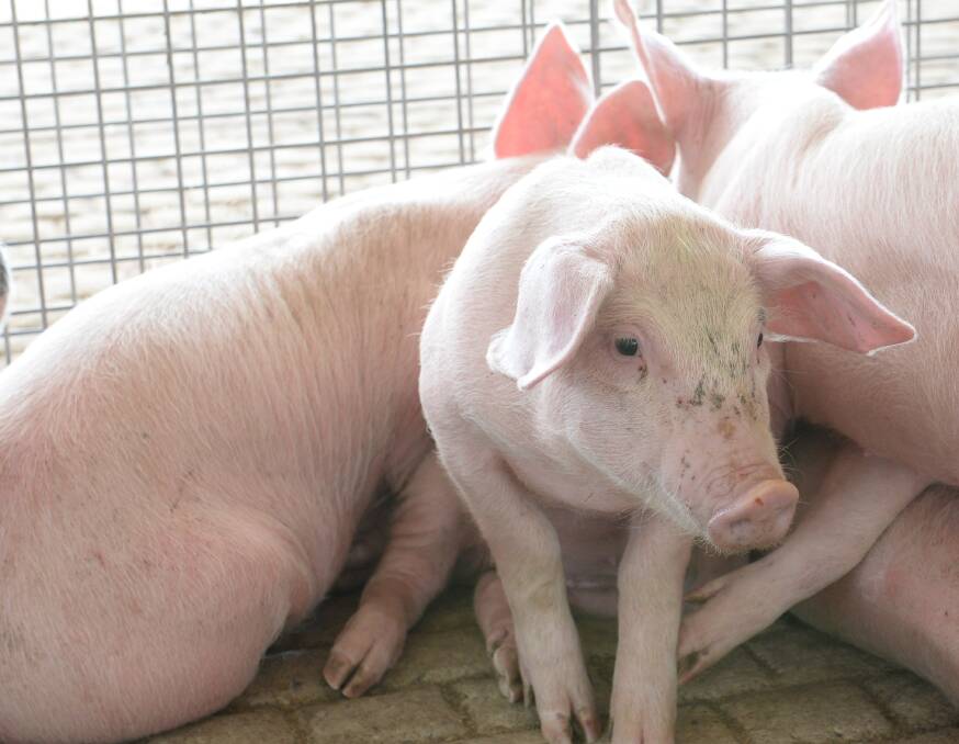 Pork industry is the canary in agriculture's coal mine