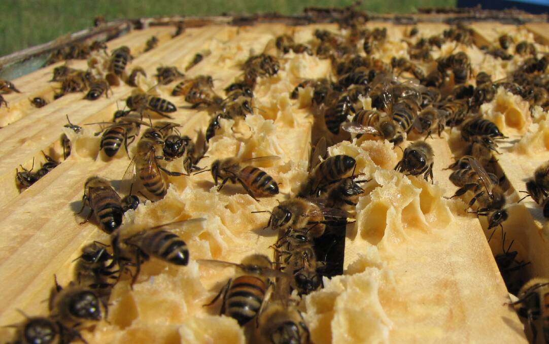 Bega’s buy sends Capilano honey buzzing