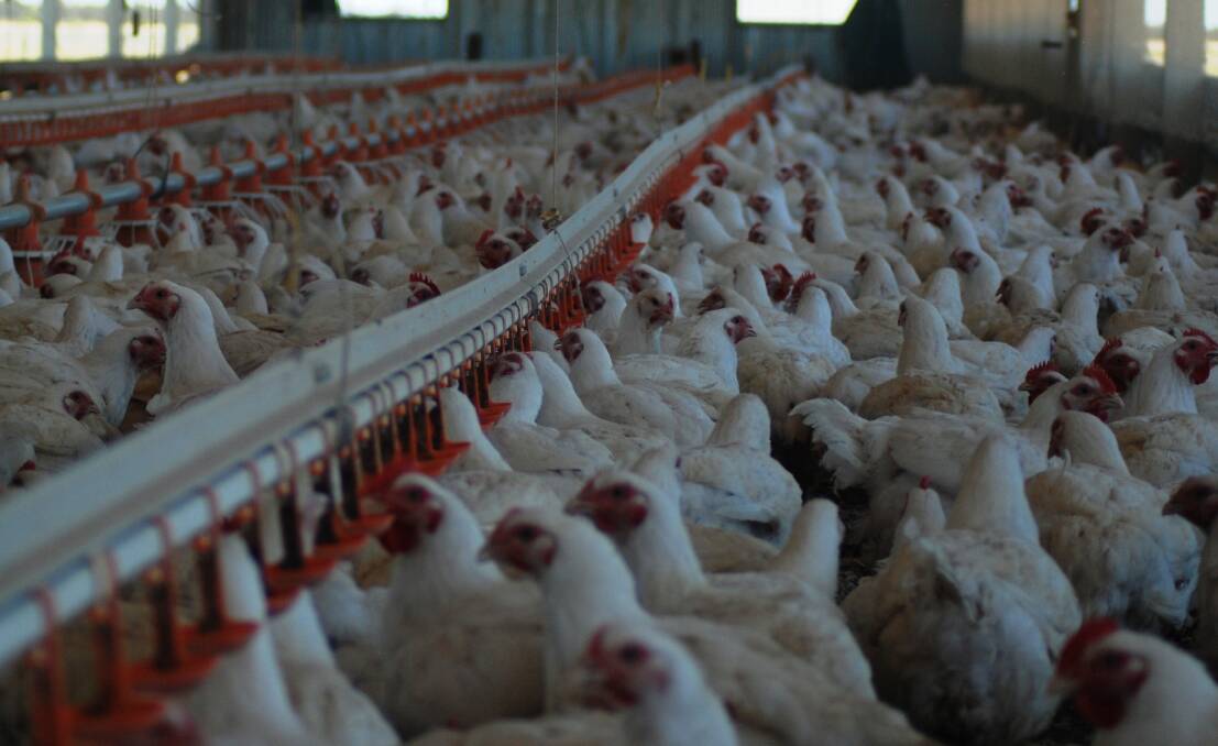 Poultry processors collaborate to deal with Victorian lockdown limits