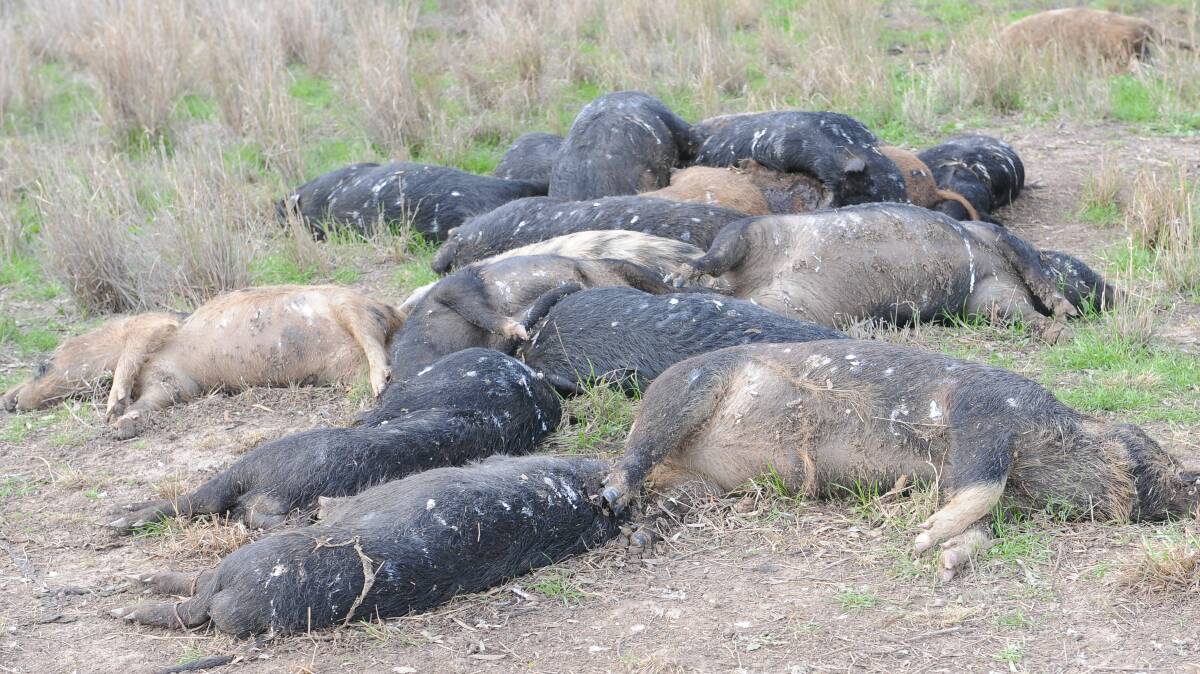 Feral pig eradication campaign appoints Maher to lead steering group