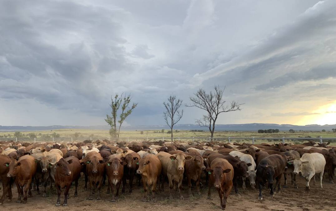 Joe Lewis' Tavistock Group is the biggest shareholder in AACo which owns Australia's largest cattle herd. Photo, Heidi Smith.
