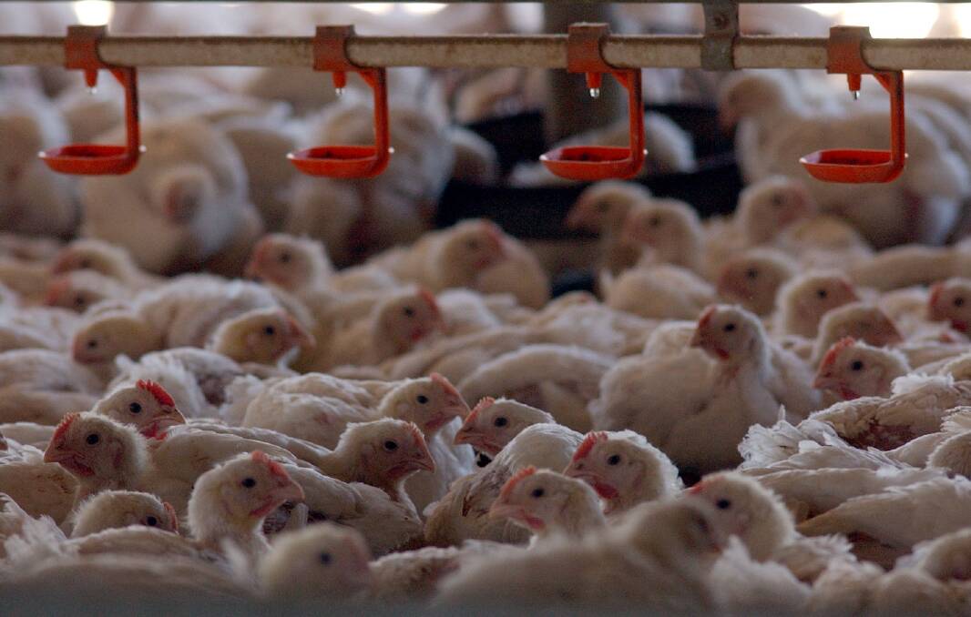 A national inquiry in the poultry meat supply chain has found numerous multiple market failures impacting chicken farming. File photo.