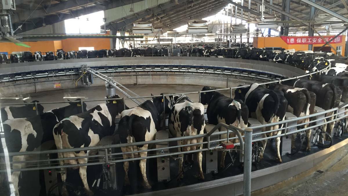 GENETICS FOR GAINS: The earlier the focus on breeding to help reduce the emissions footprint of milk, the greater the impact breeding can have.