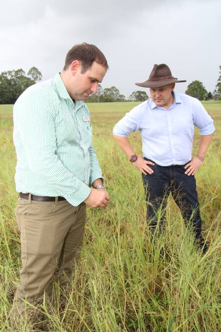 TRC Cr Anthony Ball and Queensland Treasurer and Member for Mulgrave Curtis Pitt inspect navua sedge infestations on the banks of Tinaroo Dam.