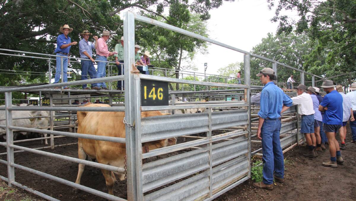 Auction actions returns to Mareeba tomorrow for the weekly cattle sale.