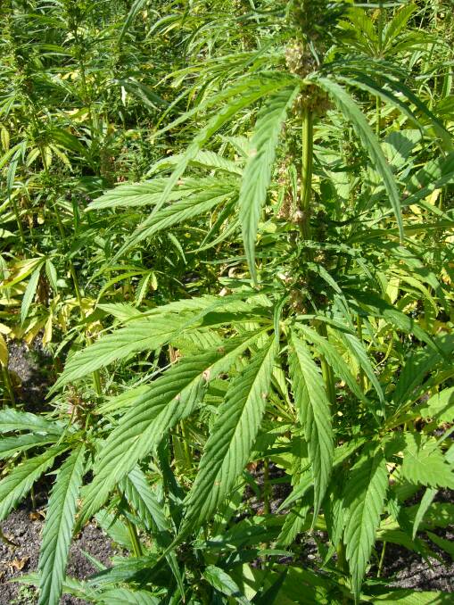 The first planting of industrial hemp on the Atherton Tablelands is expected to take place in the coming weeks.