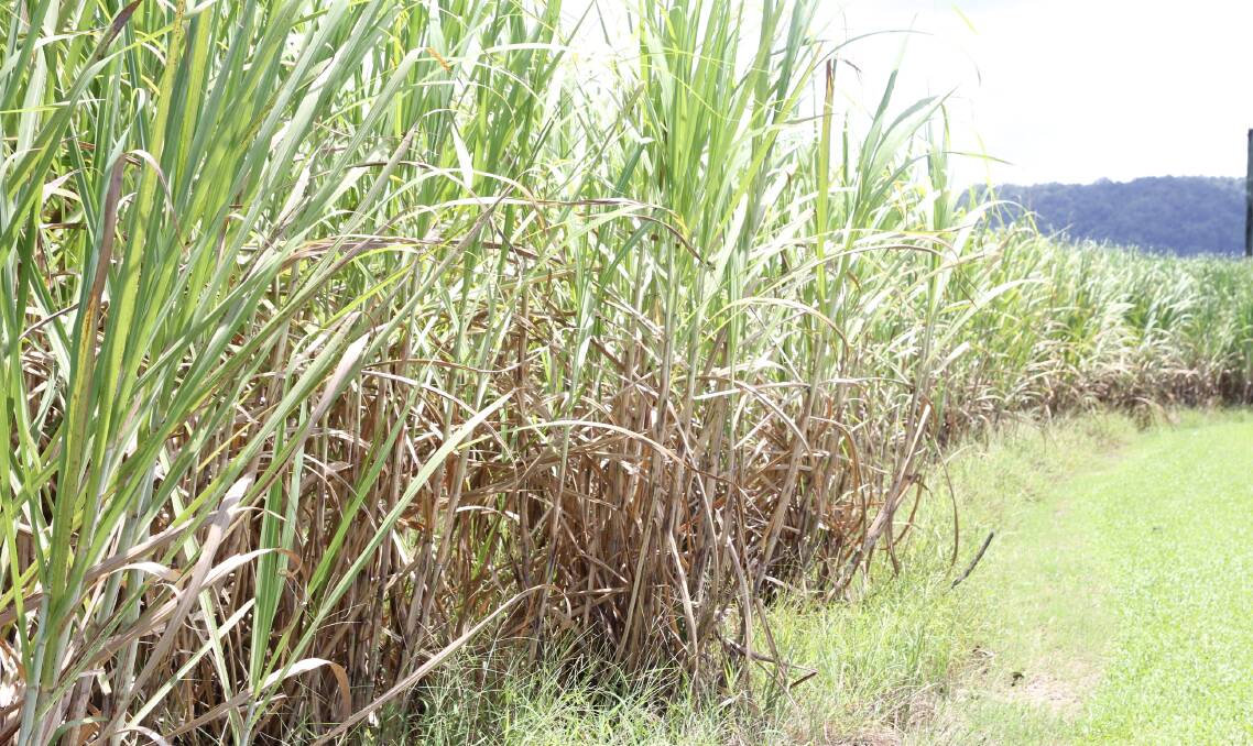 North Queensland cane growers are hoping Wilmar and QSL reach a marketing agreement before the 2017 crush begins.