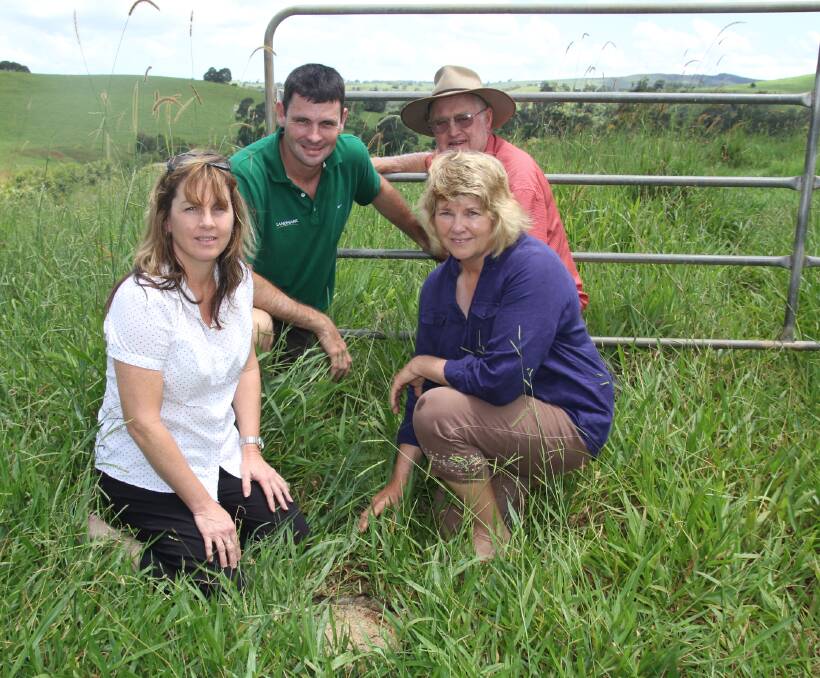 Dung Busters: Property owner Eleanor Borgert, Landmark's Shane Poggioli, Malanda Beef Plan Group chair Bruce Carcary and property owner Gladys Borgert inspect a cow pad as part of dung beetle trials underway.