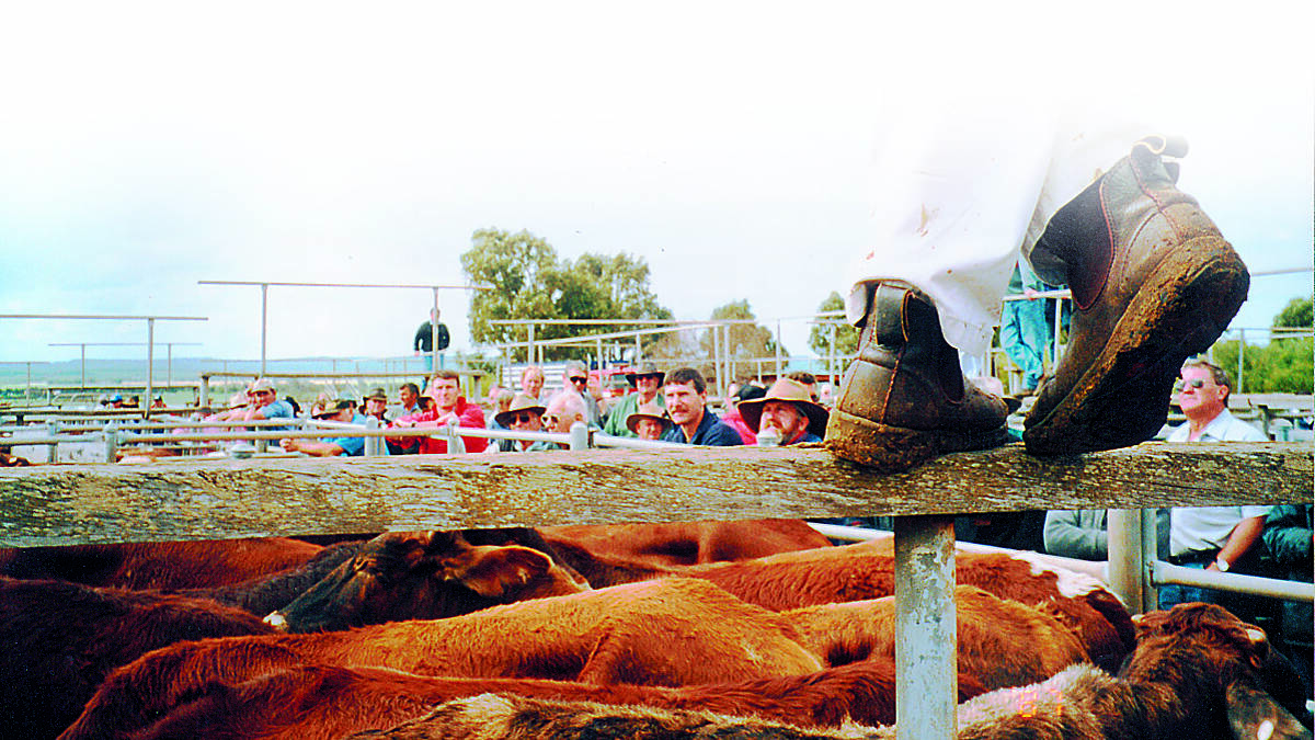 WA producers destocking cattle