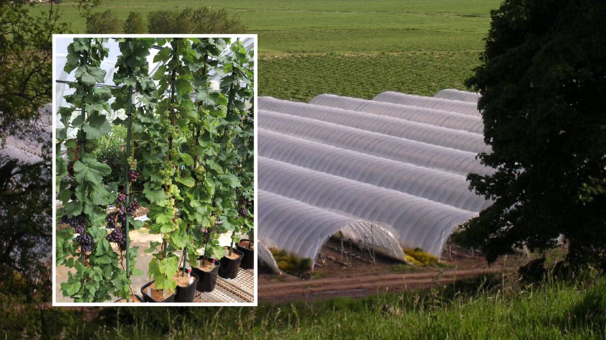 Farmers wanted for dwarf grape vines that fruit all year round