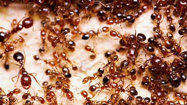Millions to eradicate fire ant, devastating super-pest