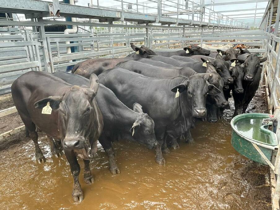 A run of Tralee Cattle Company, Baralaba, Brangus heifers made 624.2c/kg and averaged 347kg to equal $2124 a head.