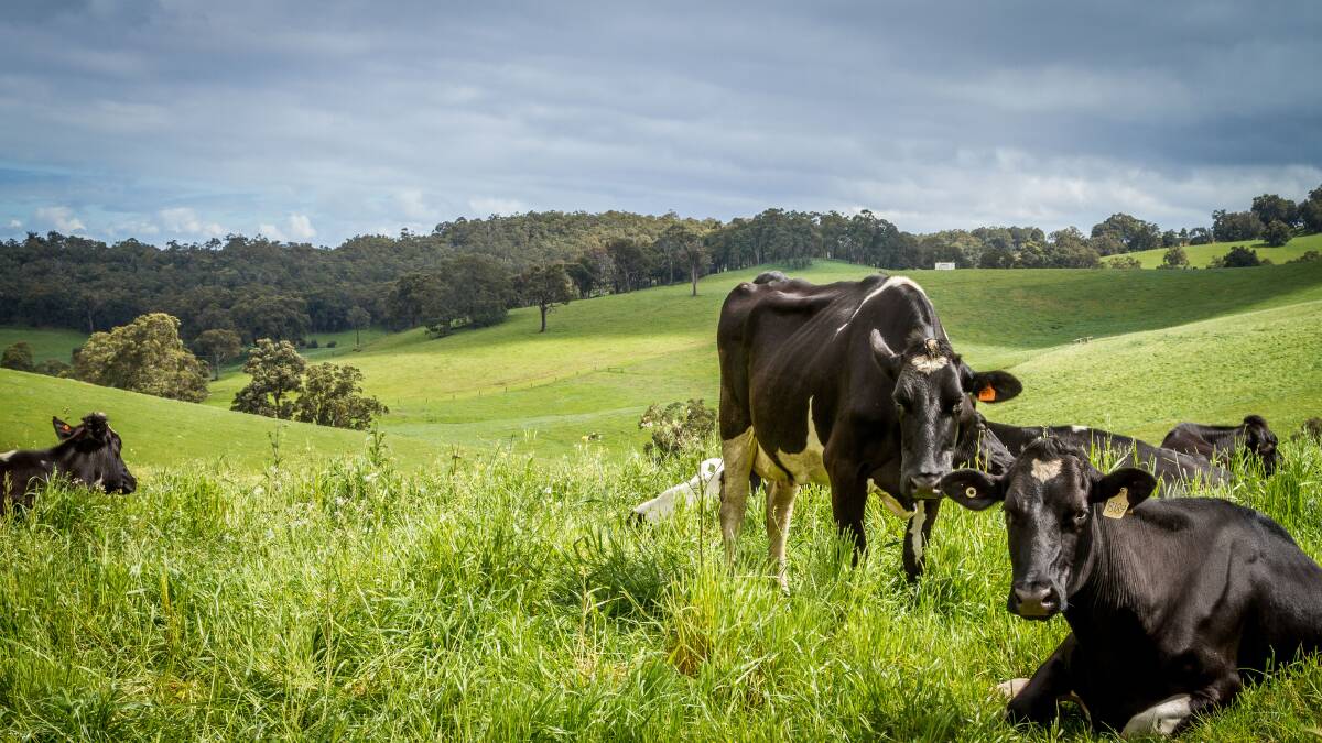 Budget pledges hold hope for dairy | North Queensland Register | QLD