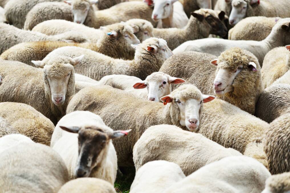 Spreads favour lamb exports