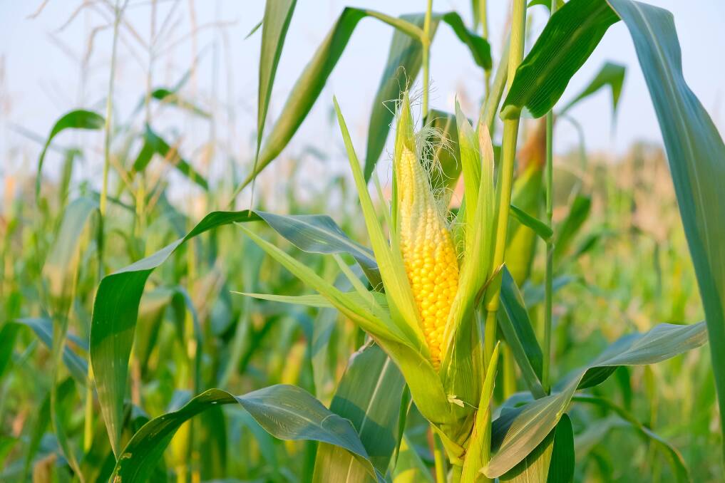 Alarm bells ring over corn crop projections