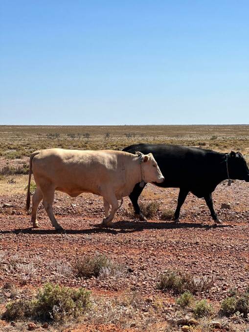 SA's first virtual fencing trial in pastoral area proves success at Wintinna Station